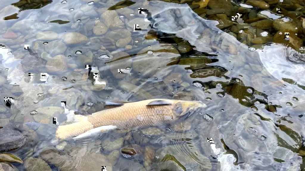 Aparición de peces muertos en el río Hurdano